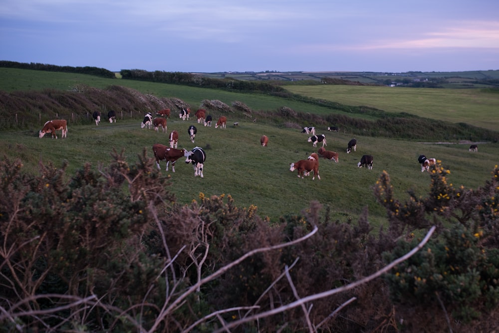 a herd of cattle grazing on a lush green hillside