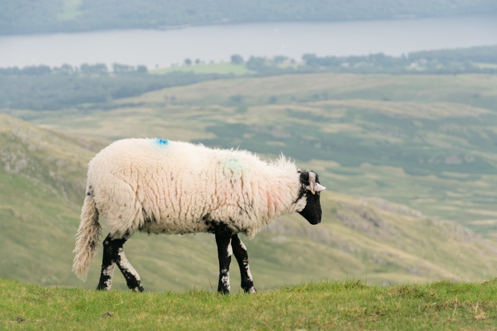 a sheep standing on top of a lush green hillside