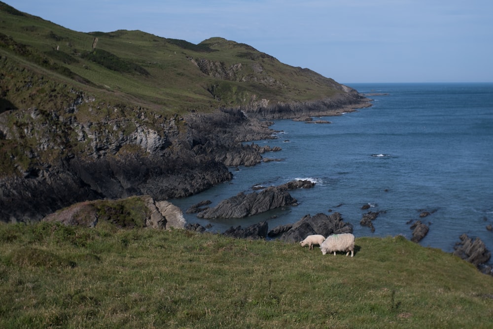 a couple of sheep standing on top of a lush green hillside