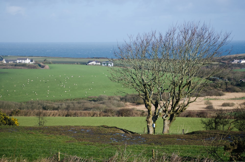 a tree in a field with a view of the ocean