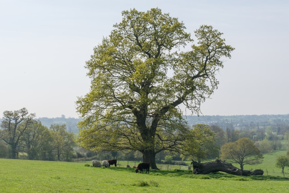 a group of cows grazing in a field next to a tree