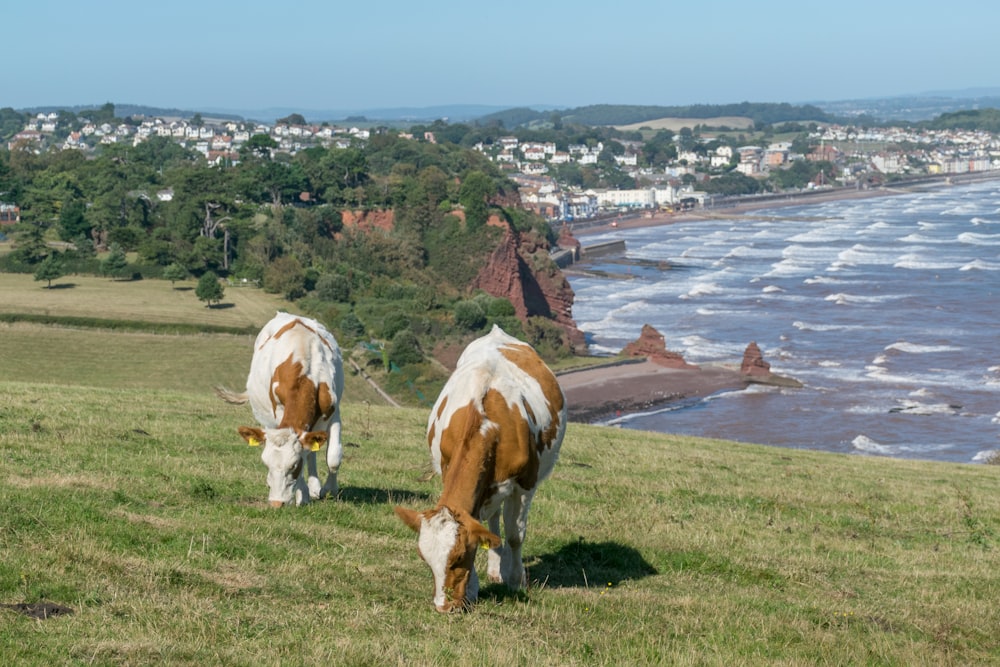 two cows grazing in a field overlooking the ocean