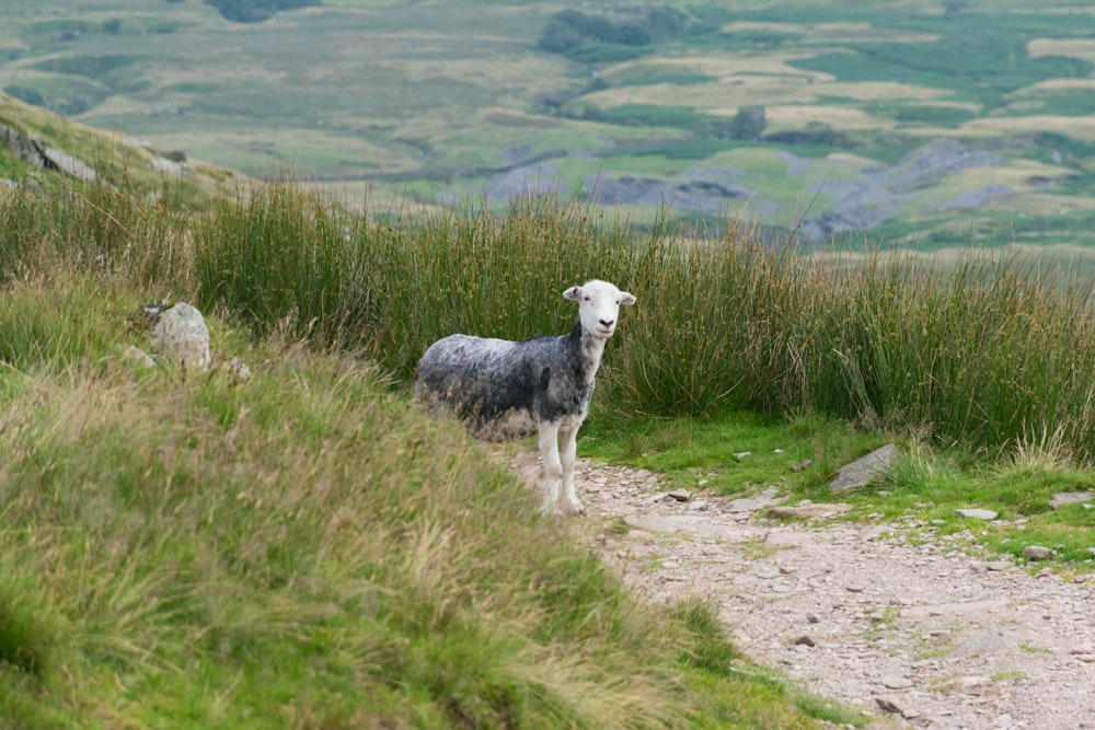 a sheep standing on top of a lush green hillside