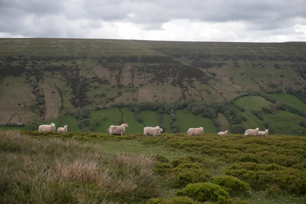 a herd of sheep standing on top of a lush green hillside