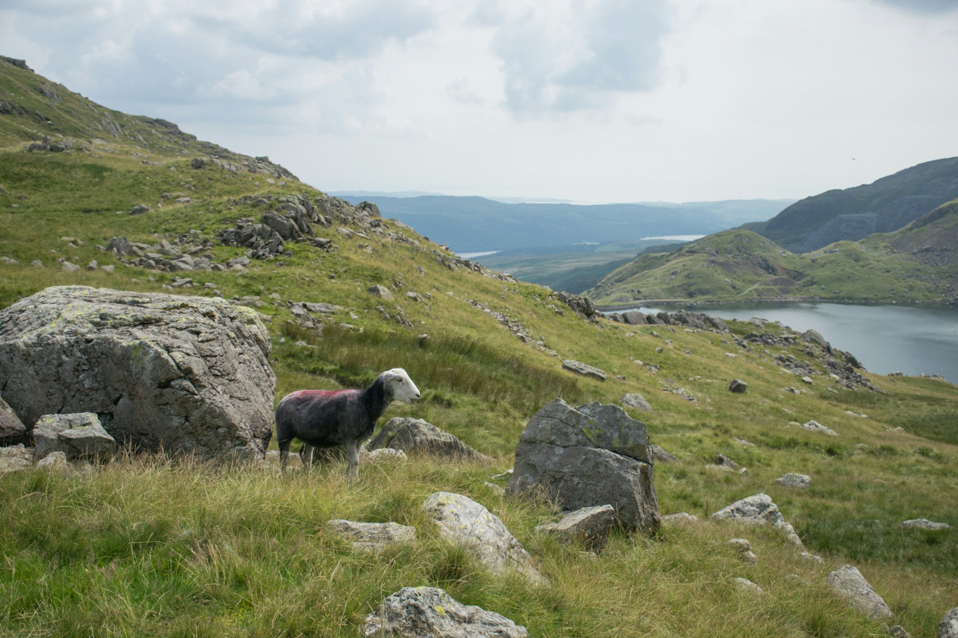 a mountain goat standing on top of a lush green hillside
