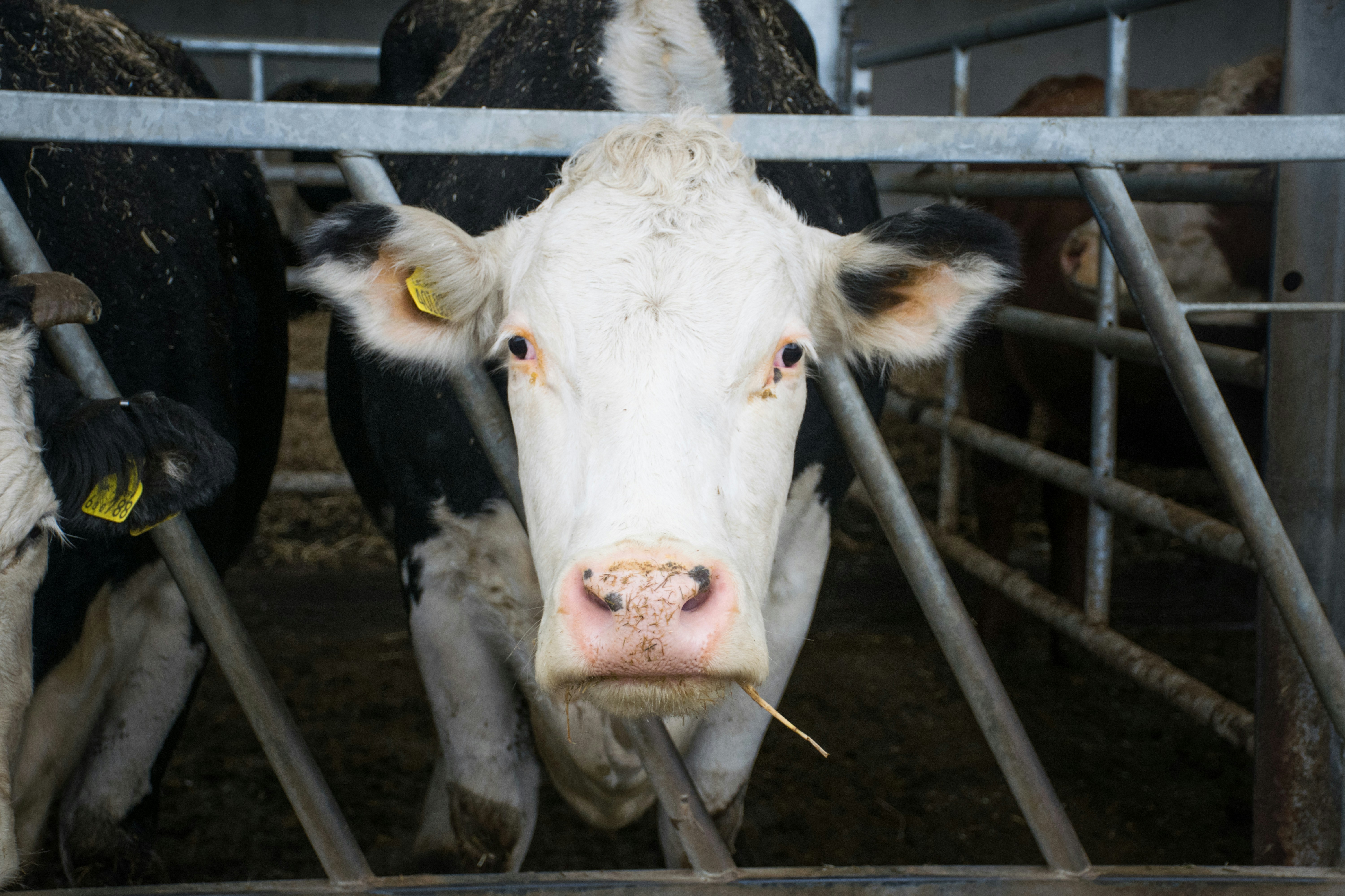 A cow looks at the camera from its barn