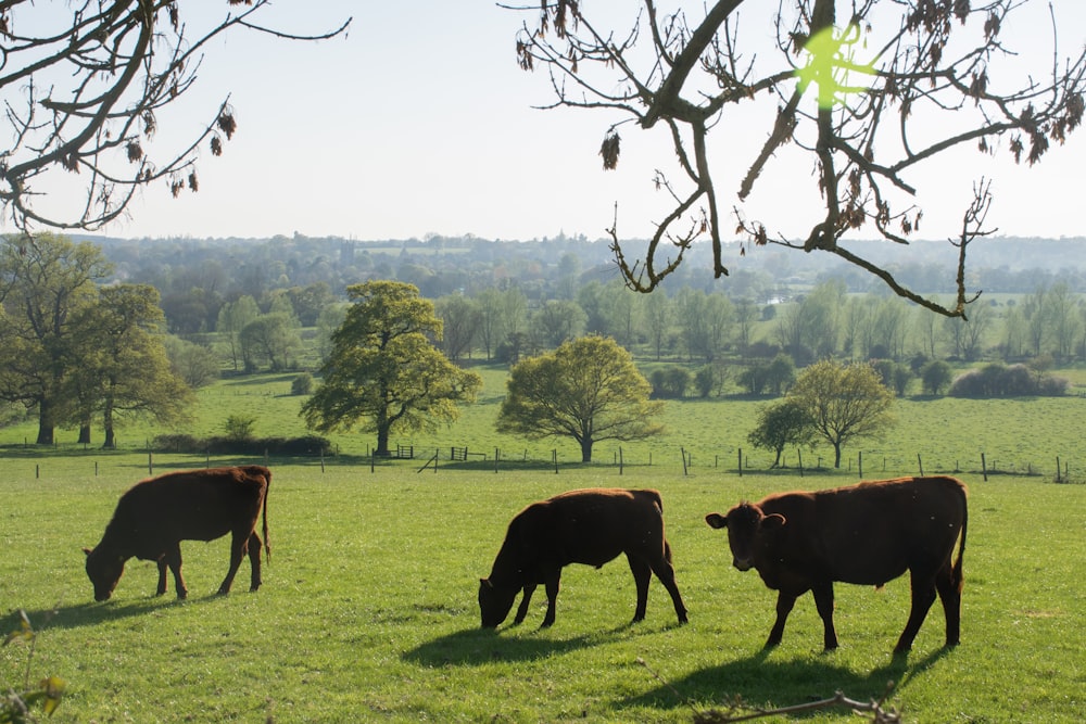 three cows grazing in a field of green grass