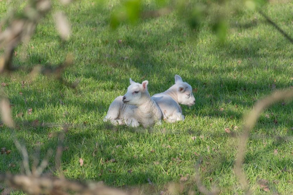 a couple of white dogs laying on top of a lush green field