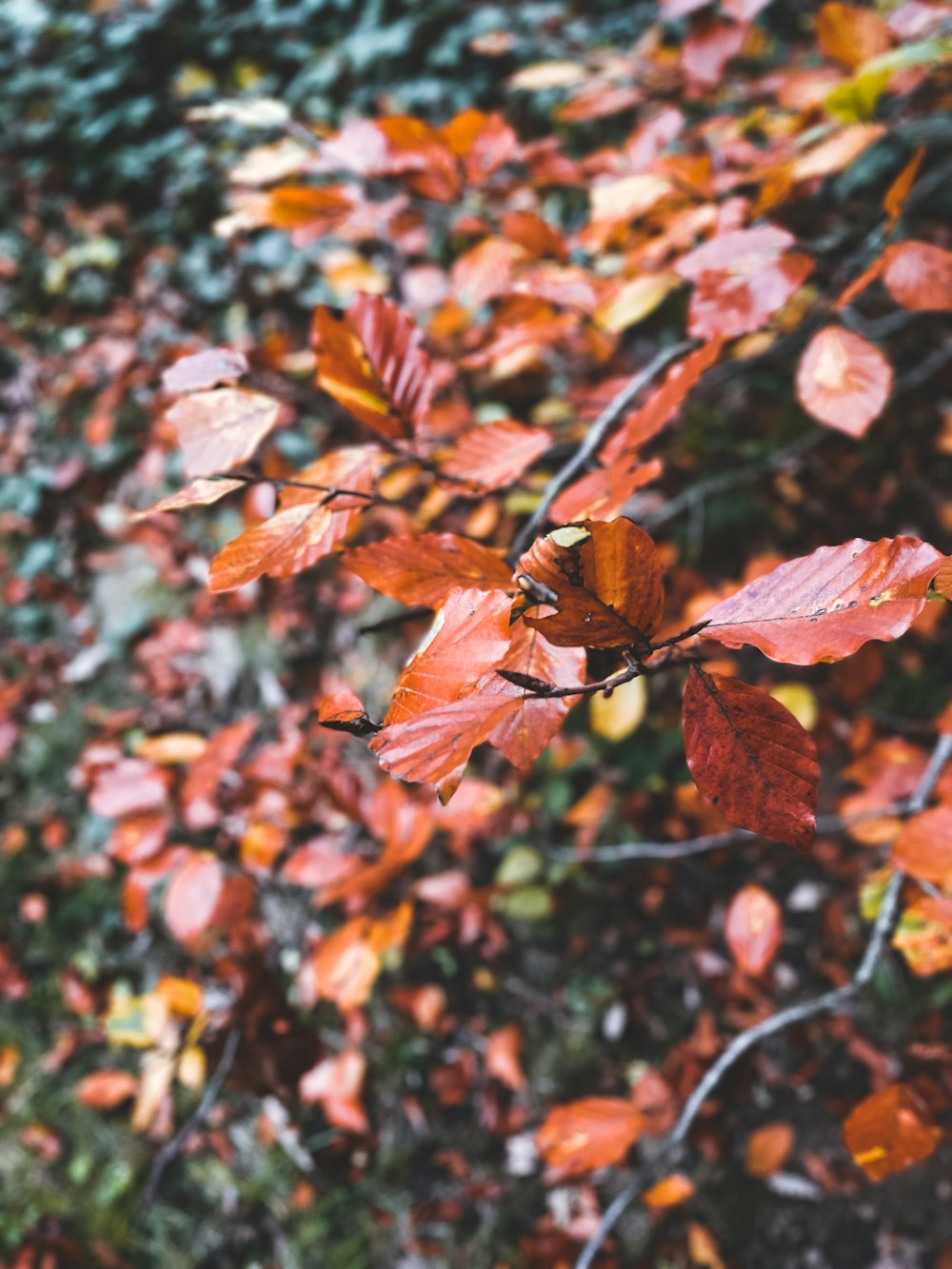 a bunch of leaves that are on a tree