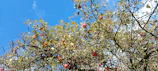 Apple trees heavy with bright red fruit under a clear blue sky.