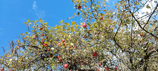 Apple trees heavy with bright red fruit under a clear blue sky.