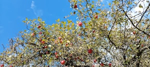 pueti de mere columnari (pitici)