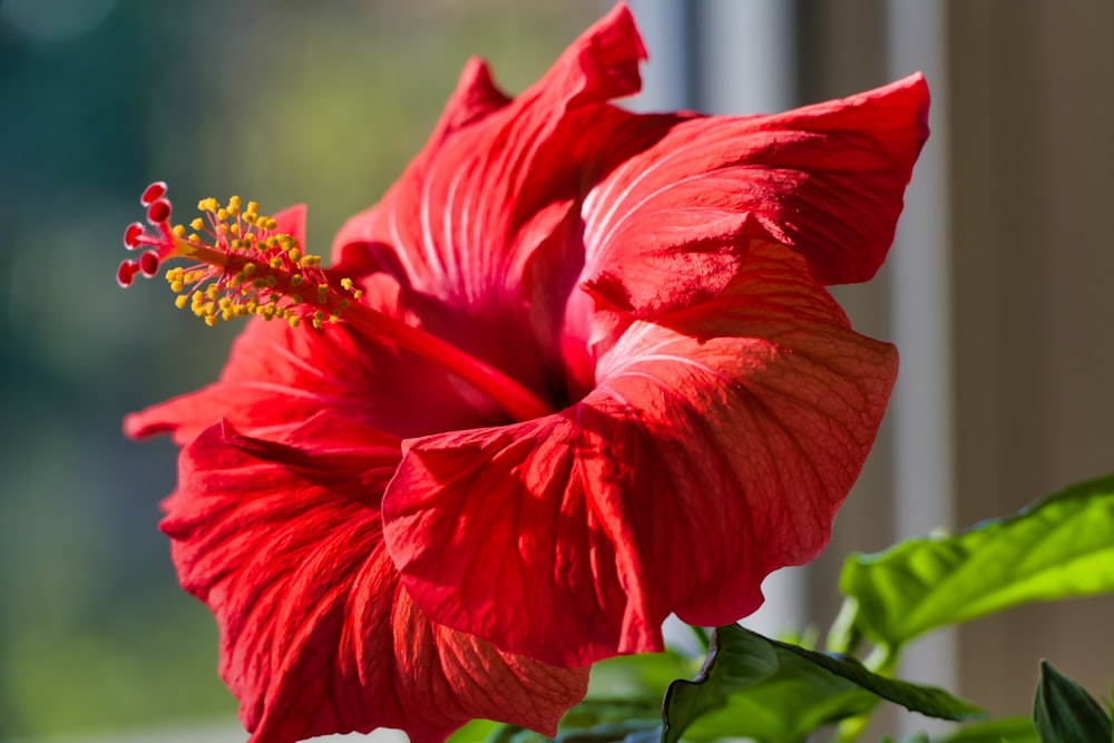 Una gran flor roja sentada encima del alféizar de una ventana