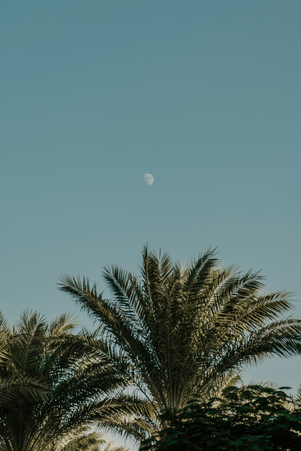 Una palmera con media luna en el fondo