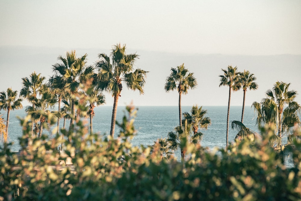 a view of a beach with palm trees and the ocean in the background