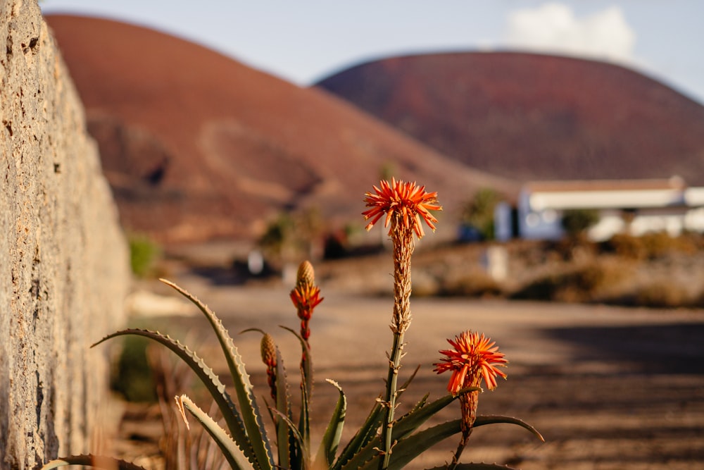 a plant with red flowers in front of a stone wall