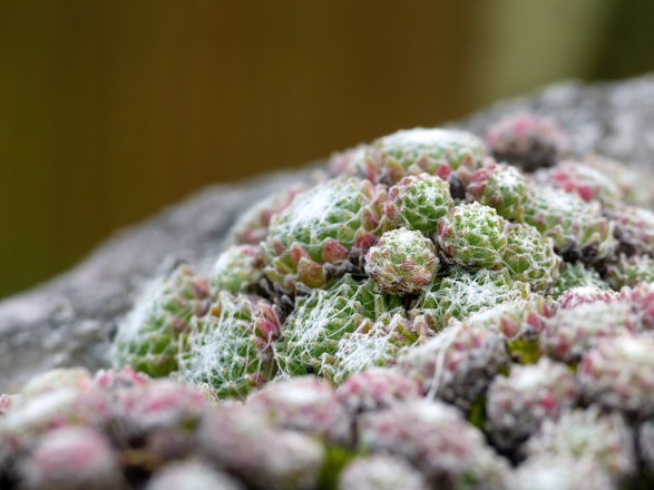 a close up of a plant covered in snow