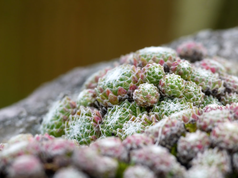 a close up of a plant covered in snow