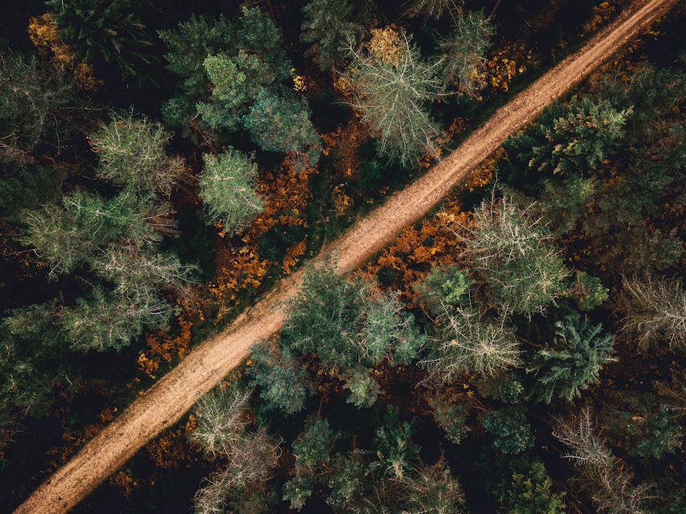 an aerial view of a forest with a dirt road