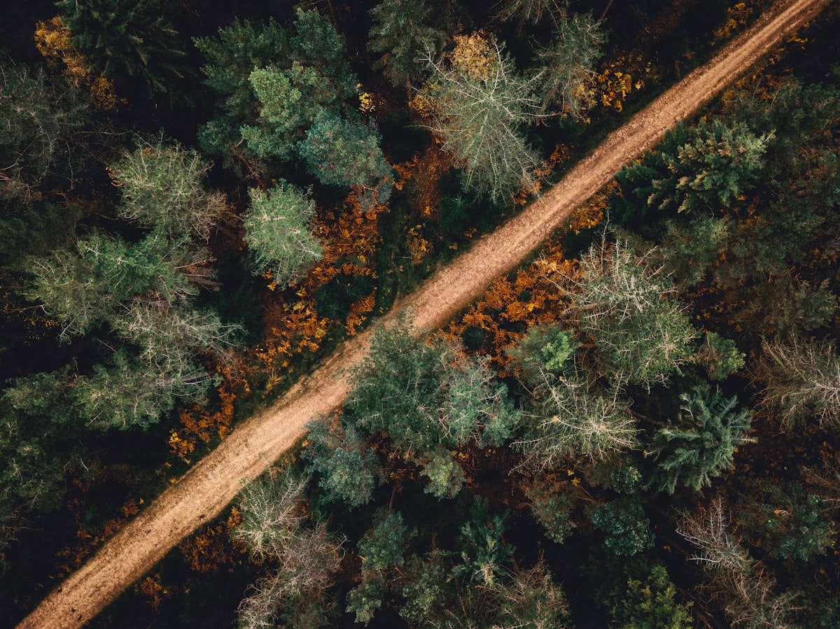 Aerial view of Louisiana pine forest and rural terrain