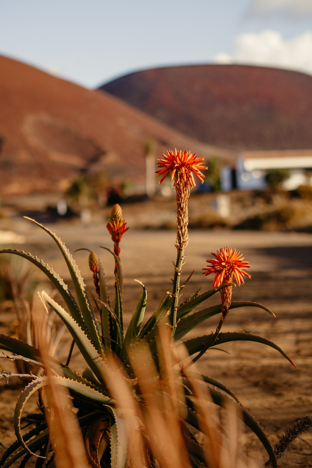 a plant in the middle of a dirt road