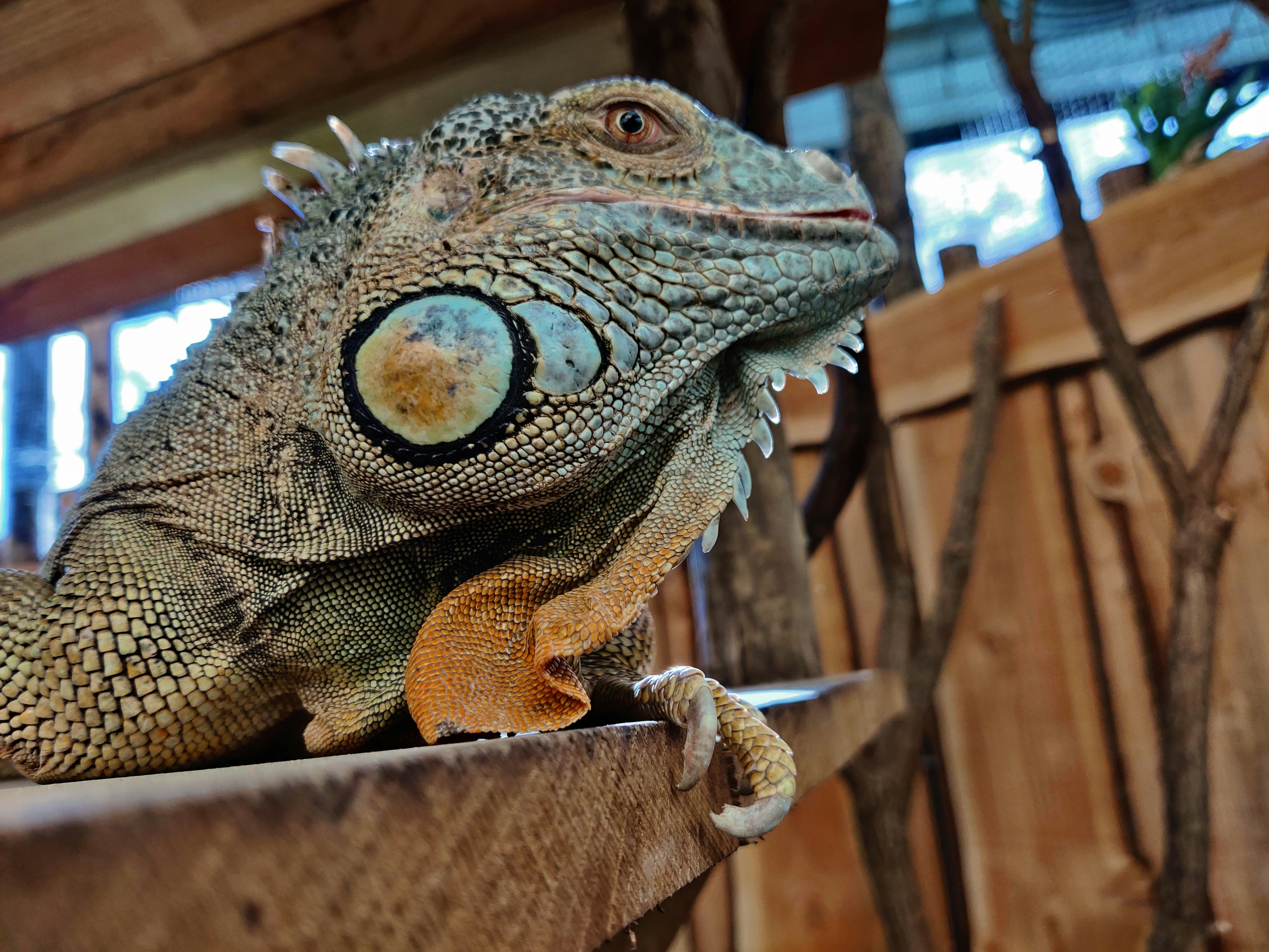 Alimento para iguanas