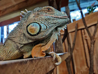 Close-up of a finely engraved lizard identification tag on natural wood background