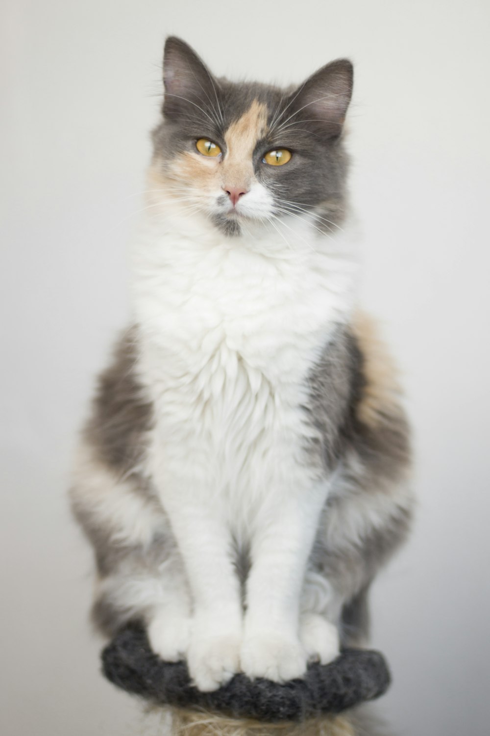 a grey and white cat sitting on top of a table