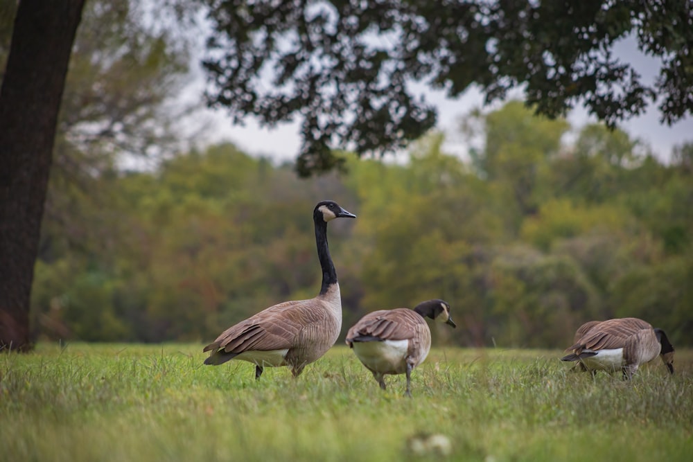 a group of geese walking through a grassy field