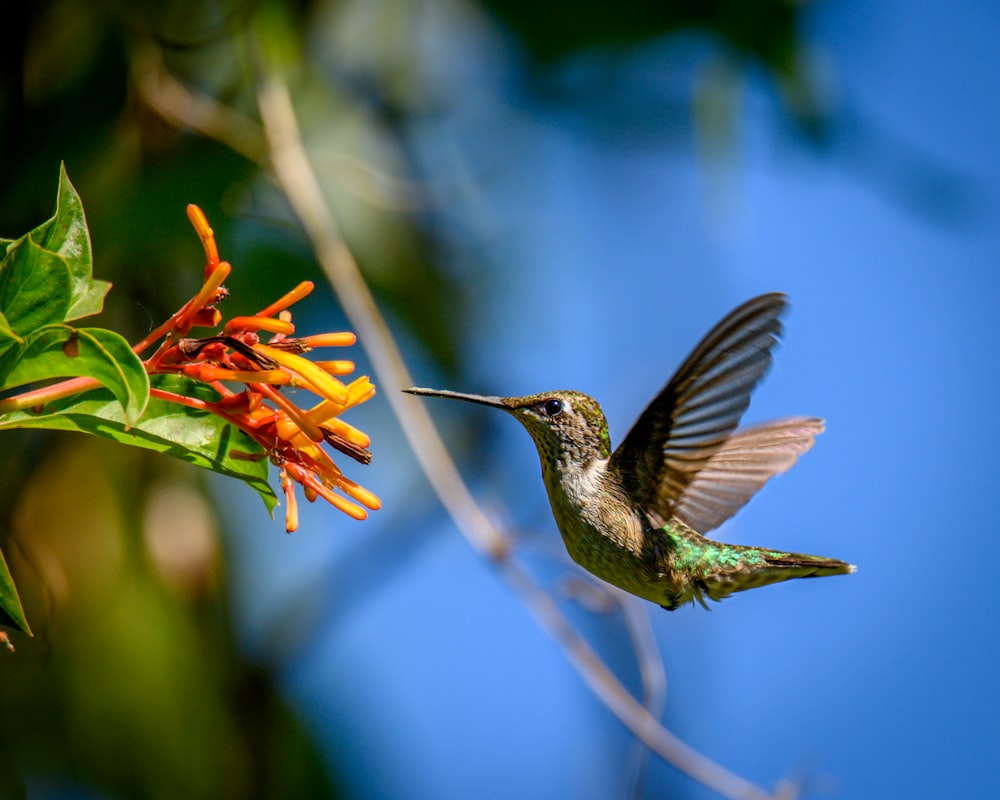 a hummingbird flying towards a flower with a blue sky in the background