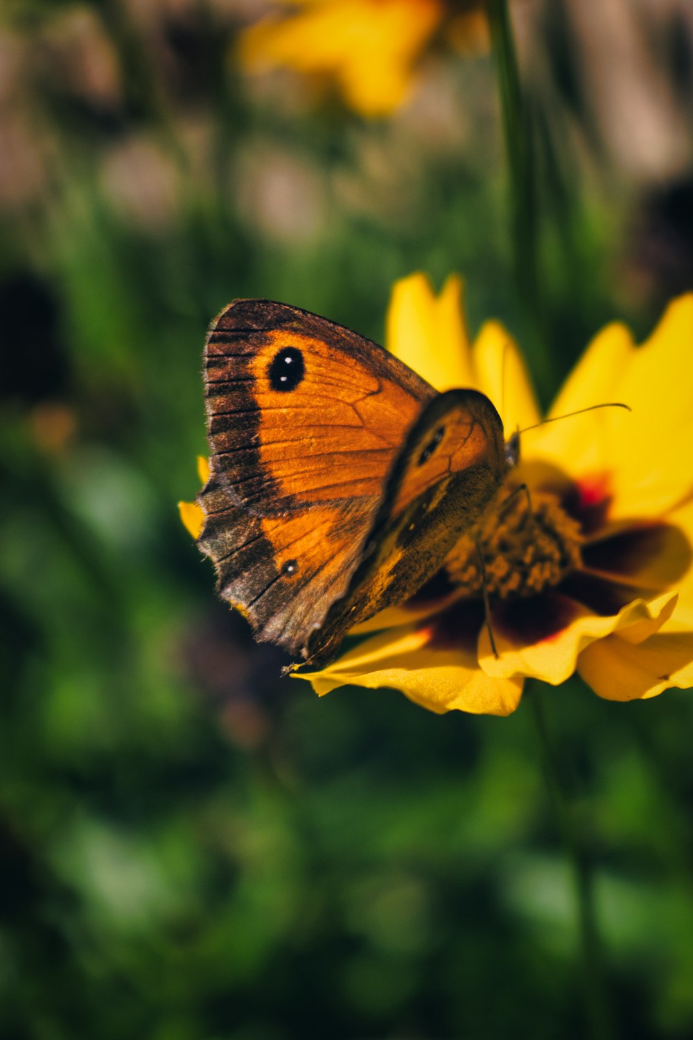 ein brauner Schmetterling, der auf einer gelben Blume sitzt