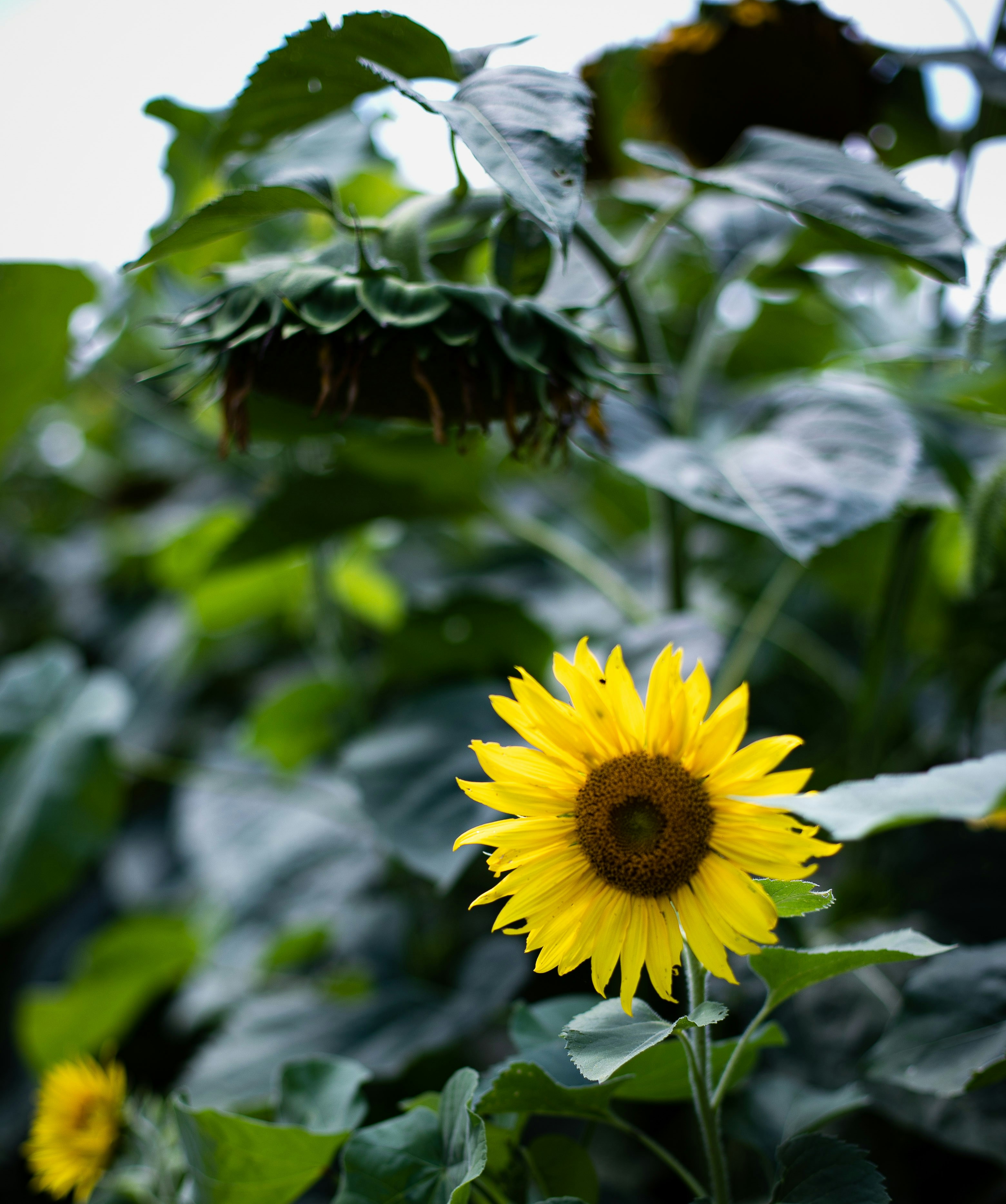 Photo by the_krisking