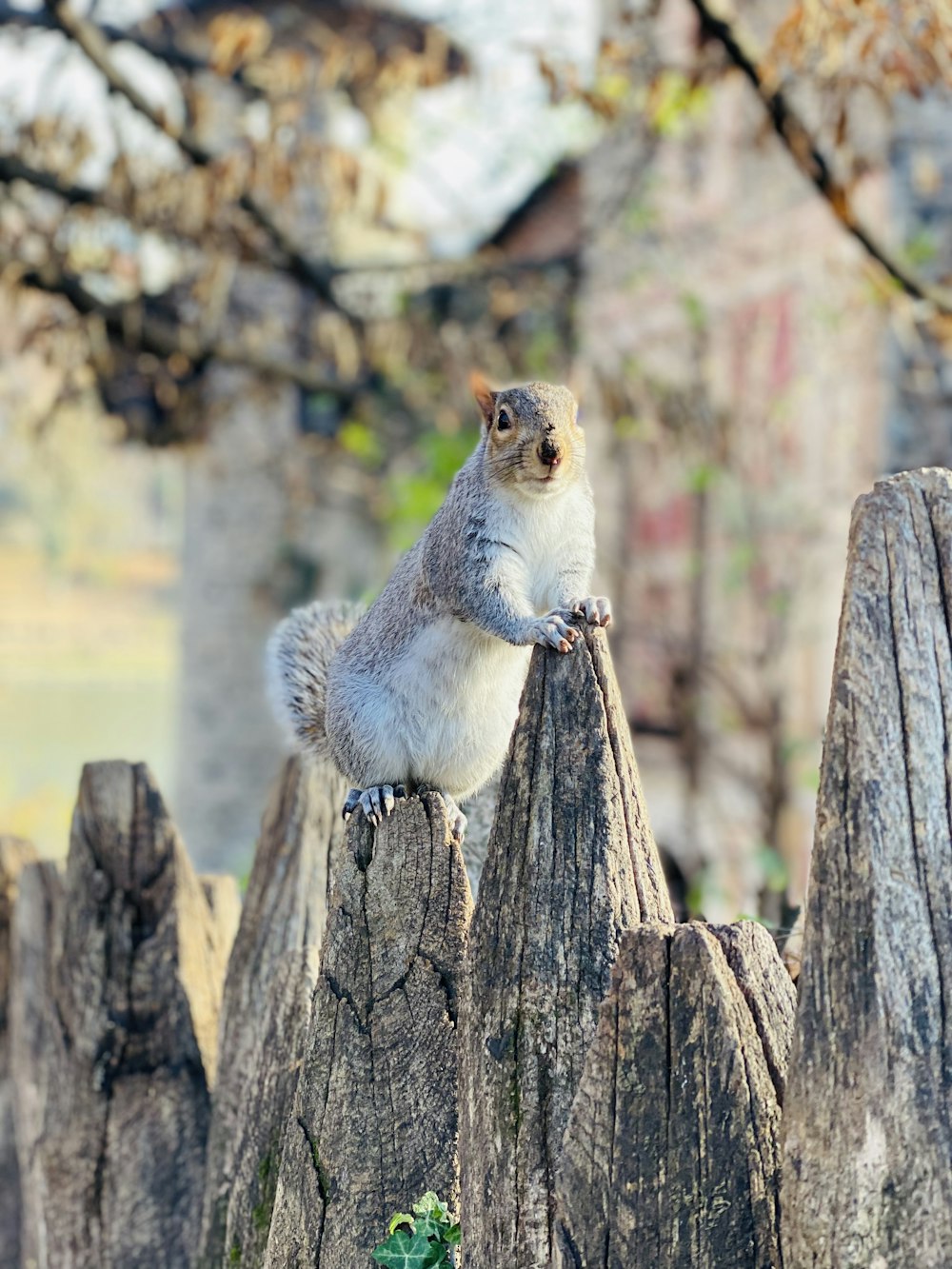 a squirrel sitting on top of a tree stump