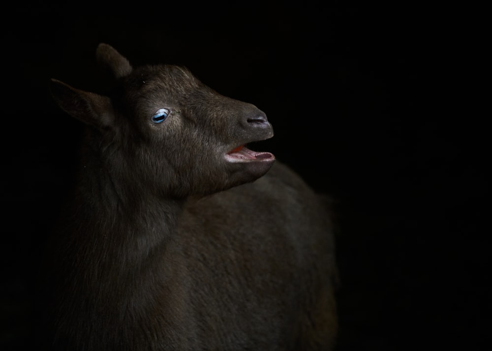 a goat with its mouth open in the dark