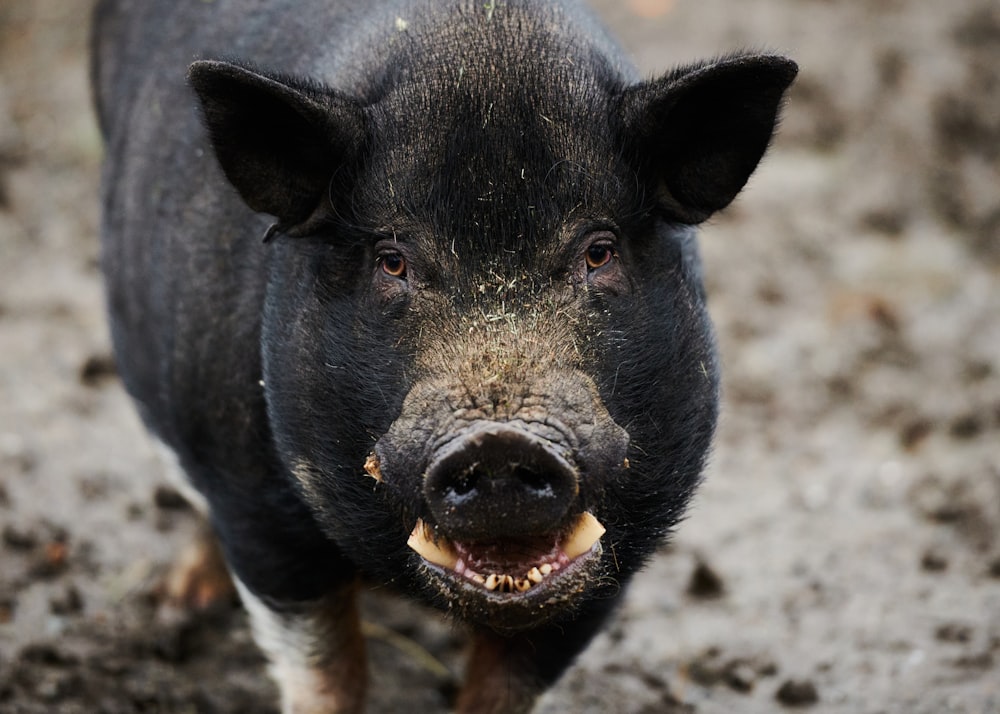Un cochon noir avec un grand sourire sur son visage