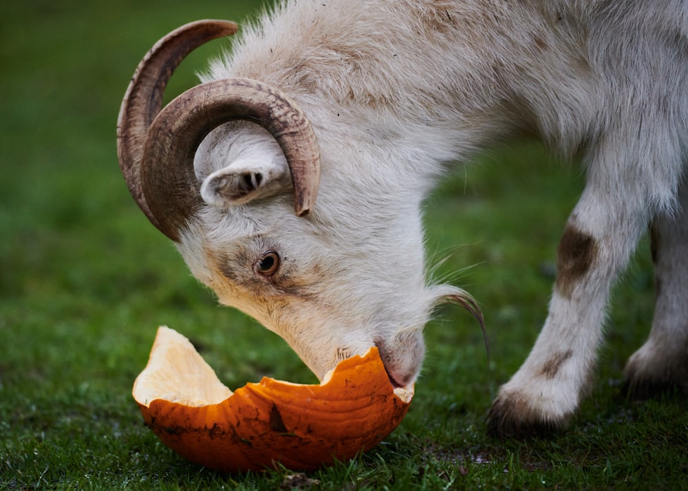 a goat eating an apple in a field