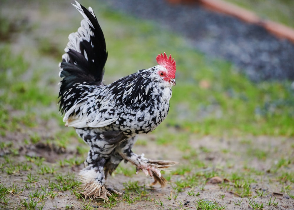 a black and white chicken with a red head