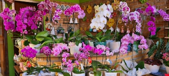 A vibrant display of orchids in various shades of pink, purple, and white is arranged on a tiered shelf against a brick wall. Surrounding the flowers are an assortment of decorative plant pots and gardening ornaments. The setting includes green leaves providing a lush backdrop, enhancing the floral arrangement.