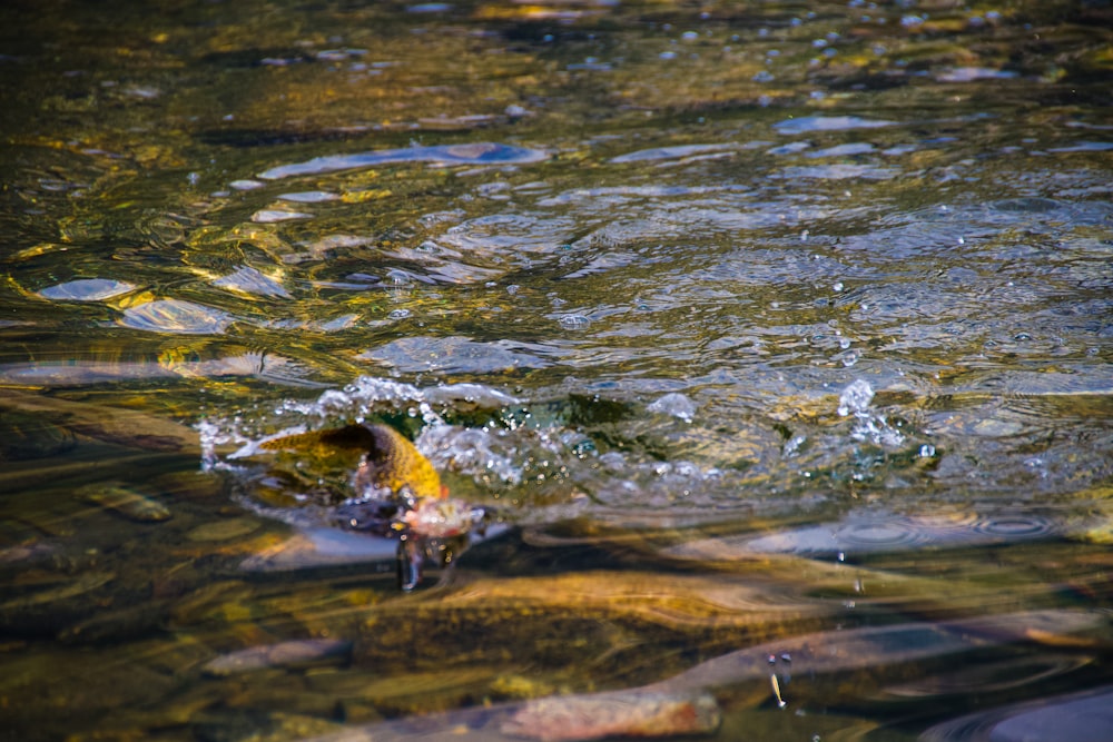 a group of fish swimming in a body of water