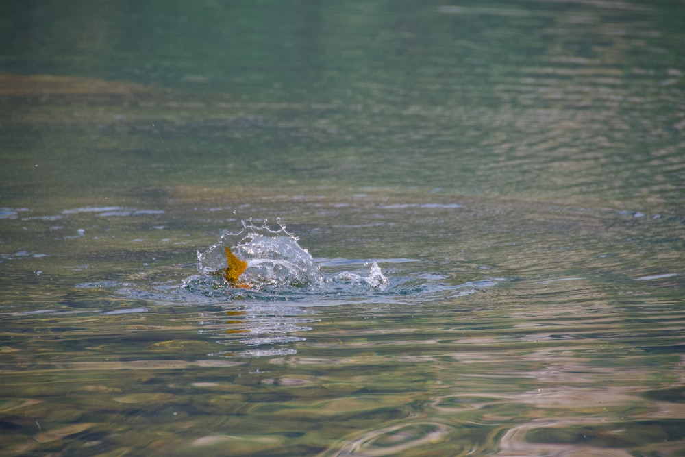 a bird splashing water on the surface of the water