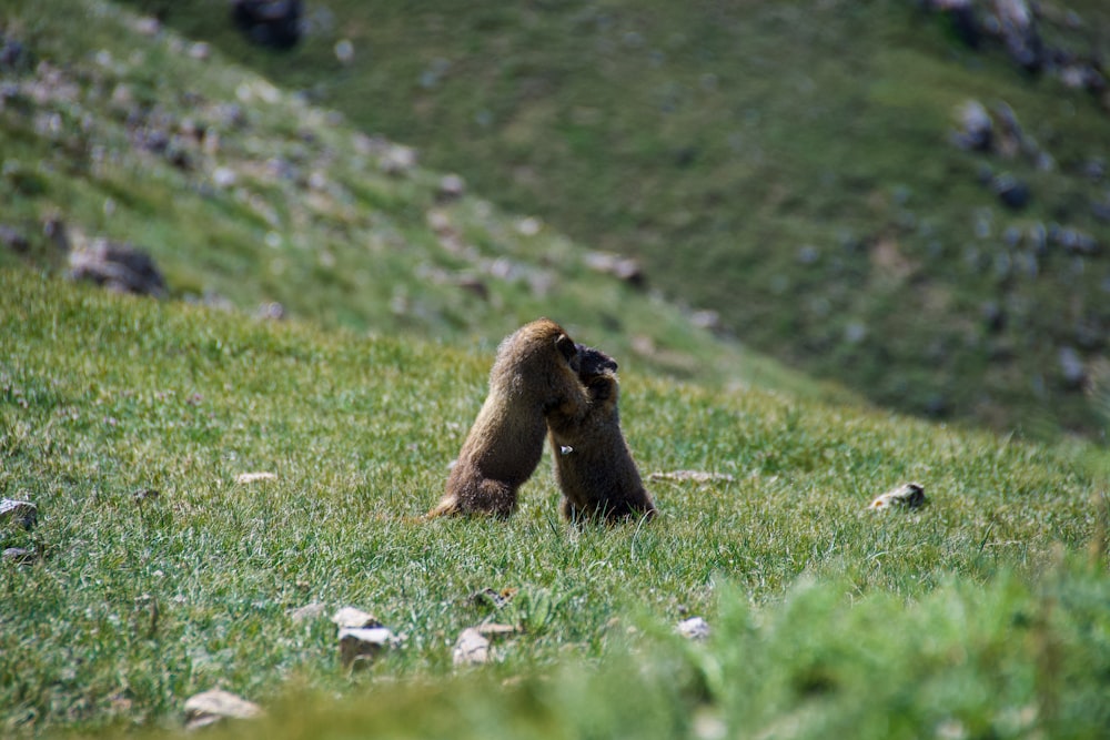 a brown bear standing on top of a lush green hillside