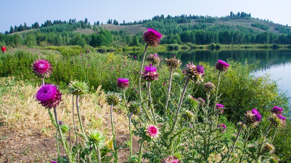 a field of flowers next to a body of water