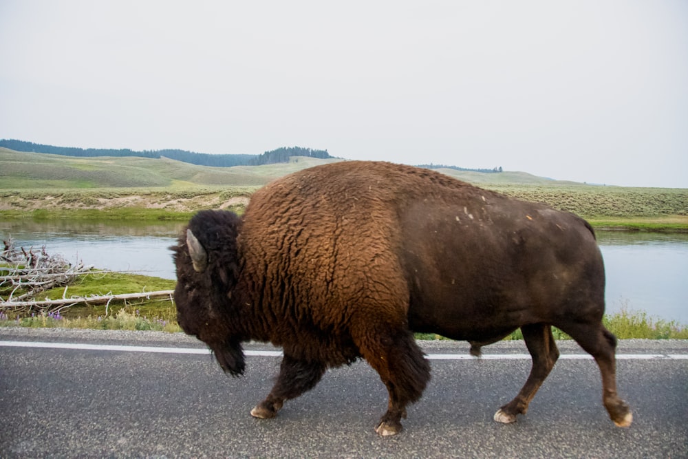 a large bison walking across a street next to a body of water
