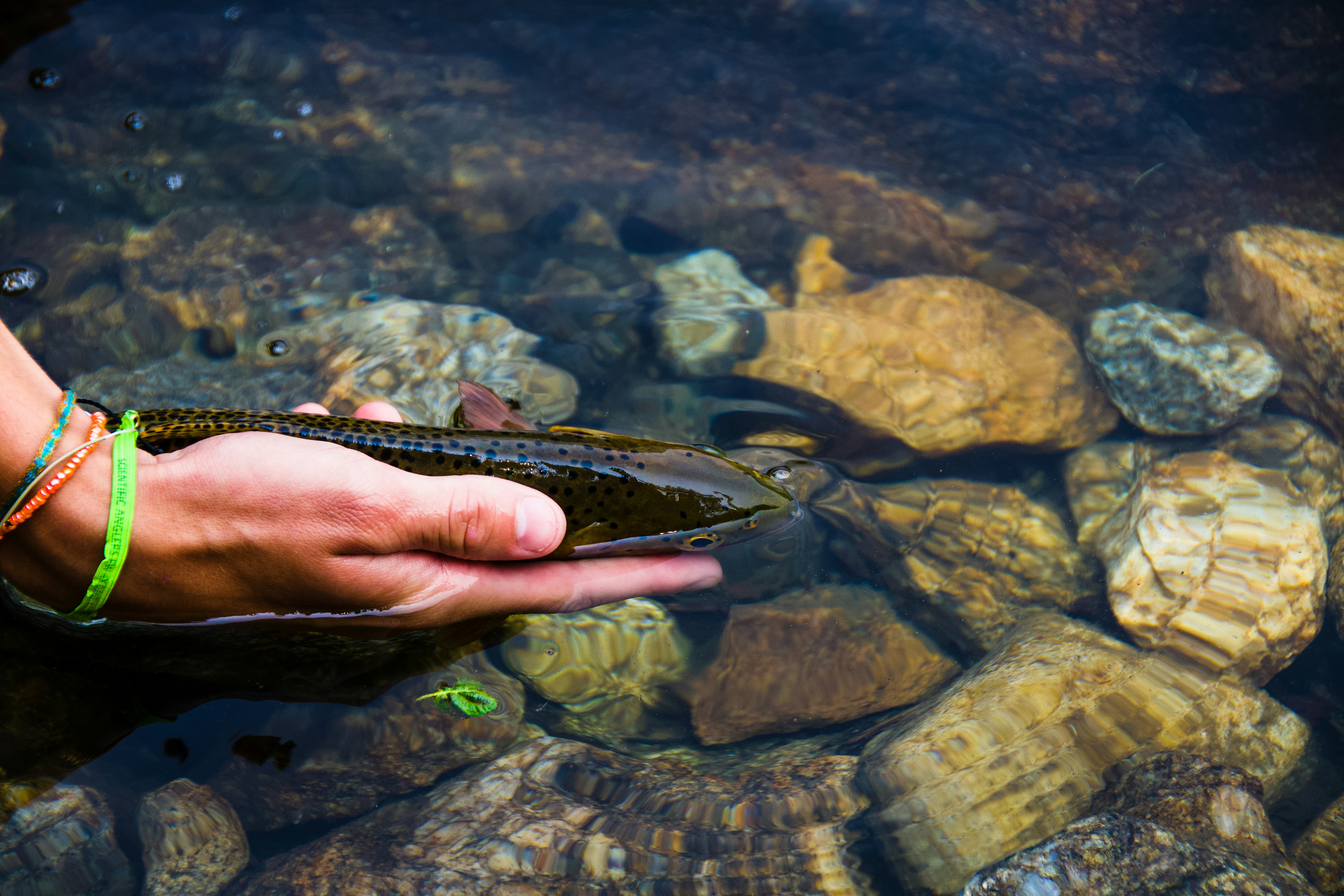 Fish Health Monitoring Tips and Prevention Guide