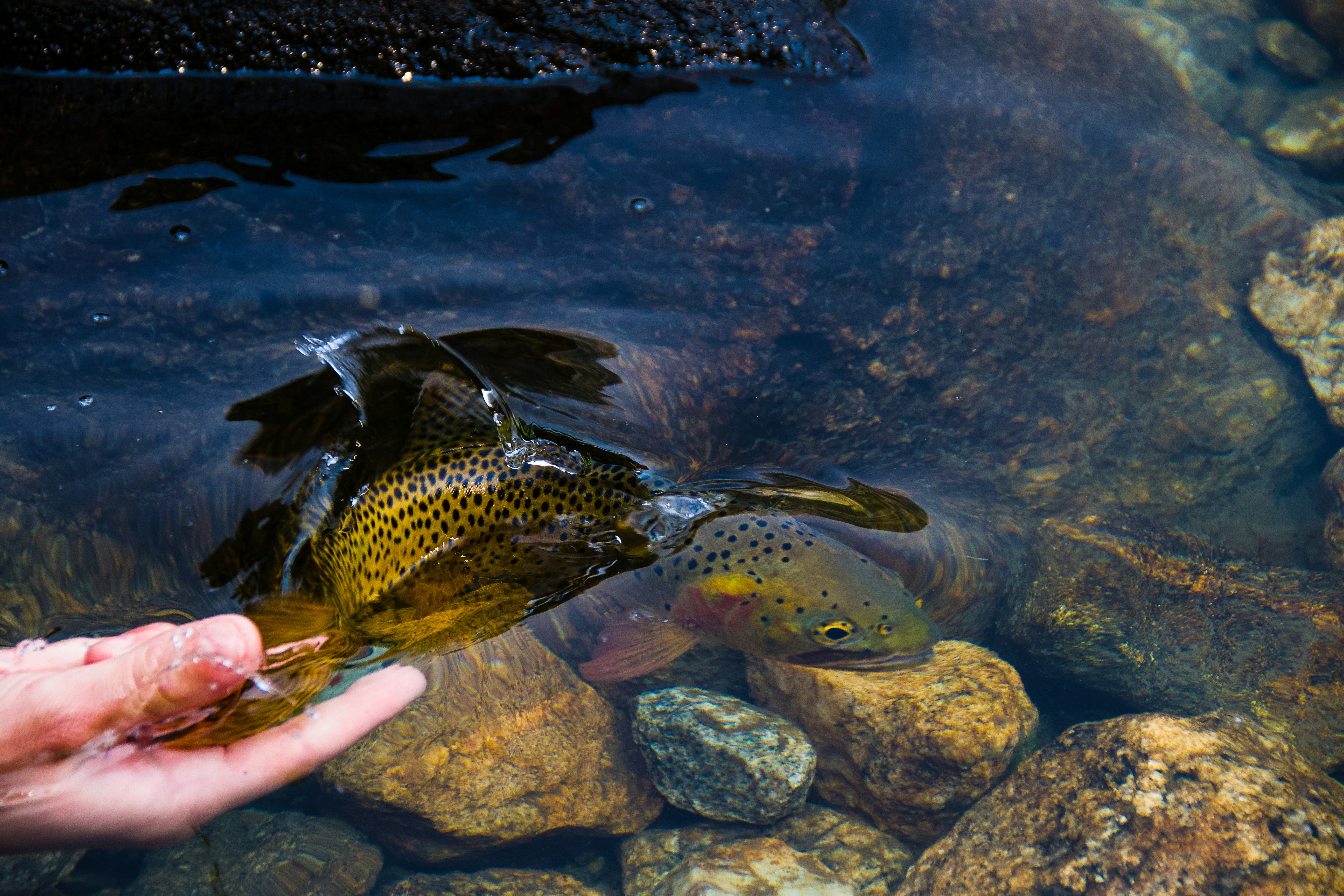 Fish Health Monitoring Tips and Prevention Guide