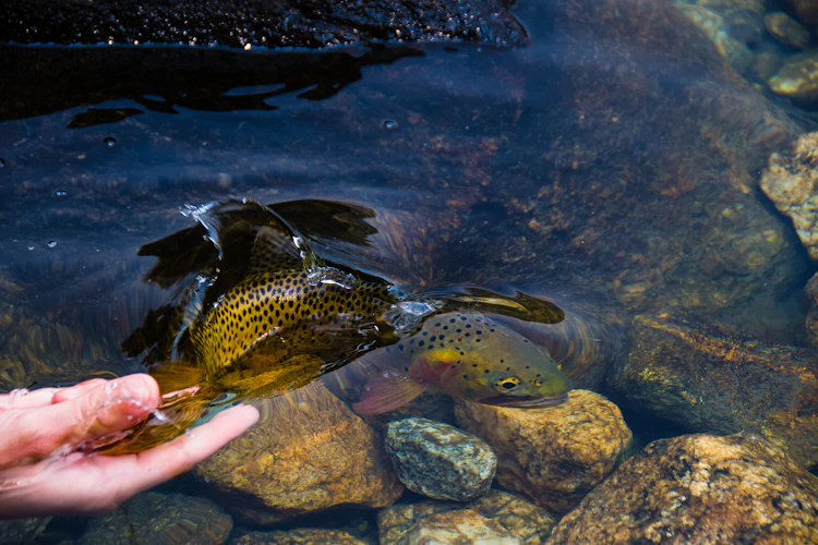 A brown trout held low at the surface during release