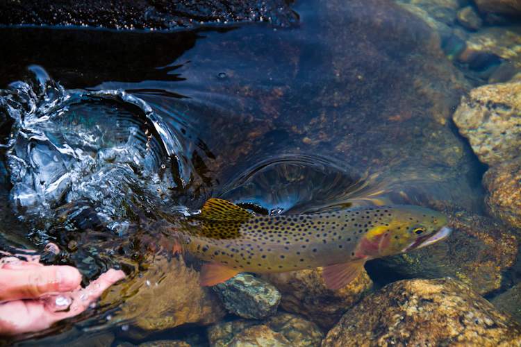 A trout slipping back into clear water at release — the moment that turns a kid into an angler