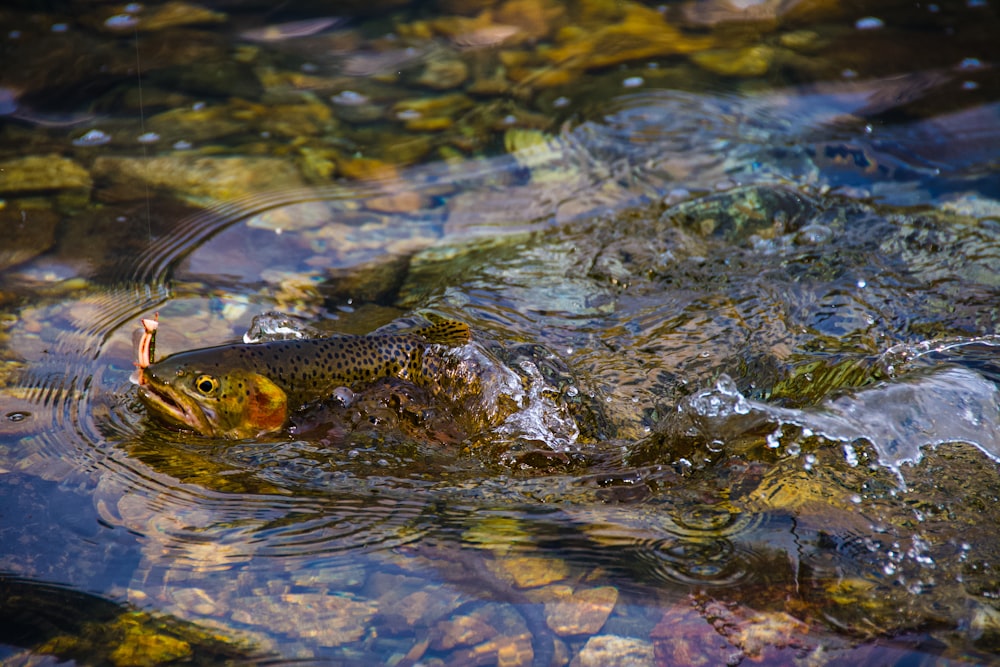 a large brown fish swimming in a body of water