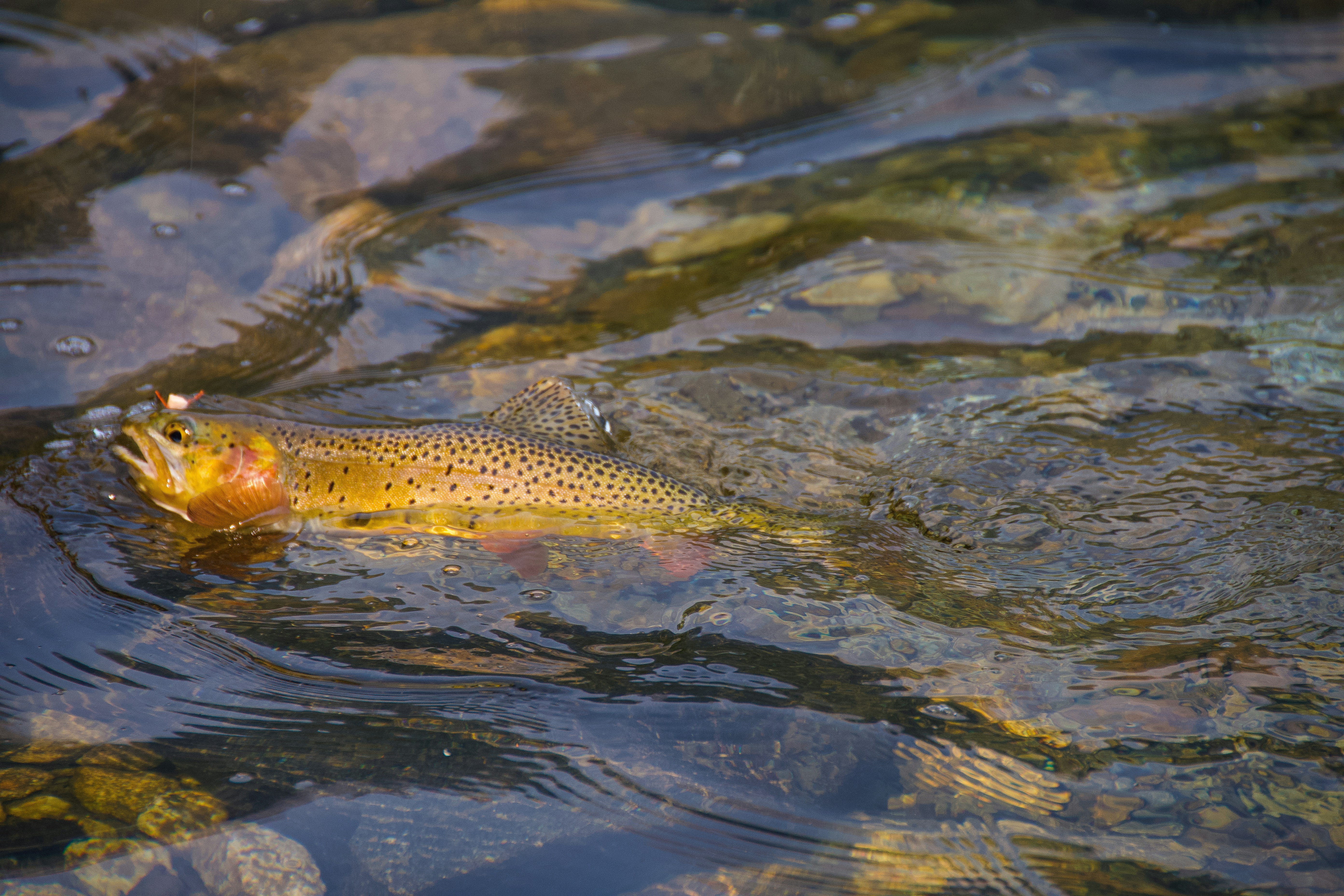 Photo by jackcharles