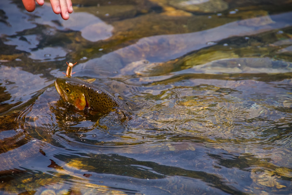 a person reaching for a fish in the water